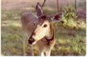 Feller - Pet Deer
Picture # 1566
