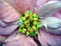 Poinsettia
Picture # 1530