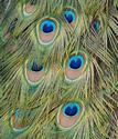 Peacock Tail Feathers
Picture # 3133