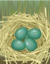 Bird`s Nest with Four Eggs
Picture # 1186
