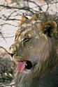 Lion
Picture # 1814