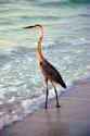 Great Blue Heron at Gulf of Mexico
Picture # 2057
