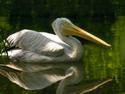 White Pelican
Picture # 2003
