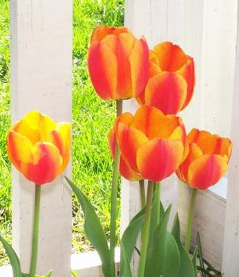 Daily photo - Tulips