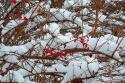 Winter berries
Picture # 544
