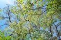 Forest Canopy in Spring
Picture # 633

