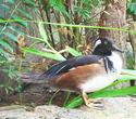 Wood Duck
Picture # 717
