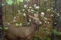 White Tailed Deer
Picture # 1413
