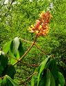 Red Buckeye
Picture # 2145

