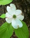 Flowering Dogwood
Picture # 2159
