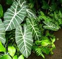 Tropical Leaves
Picture # 2192
