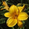 Yellow Day Lily
Picture # 3426
