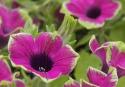 Petunia `Pretty Much Picasso`
Picture # 3443