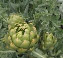 Globe Artichoke `Imperial Star`
Picture # 3445