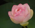 Lotus Blossom
Picture # 3453
