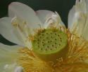 Lotus Blossom - Mature with Seed Pod
Picture # 3458