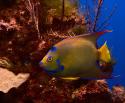 Queen Angelfish
Picture # 3480