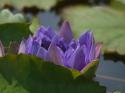 Purple Waterlily Opening
Picture # 4053