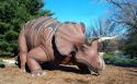Triceratops
Picture # 135

