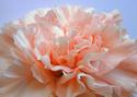 Pink Carnation
Picture # 1461

