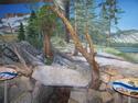 Scene in the Museum at Yosemite Park
Picture # 3217
