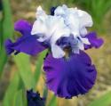 Iris
Picture # 3812
