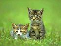 Kittens
Picture # 1650
