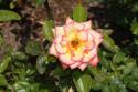 Rose With Bee
Picture # 3472