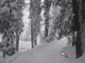 Winter Trail
Picture # 3588
