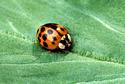 Asian multicolored lady beetle
Picture # 960
