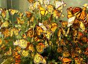 Butterflies
Picture # 1042
