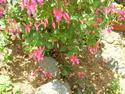 Fuchsia
Picture # 2573
