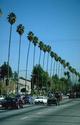 Tall Palm Trees Line the Street
Picture # 1317
