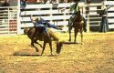 Bronco Busting at Cheyenne Frontier Days
Picture # 783
