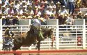 Bull Riding at Cheyenne Frontier Days
Picture # 782
