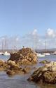 Sea Gull and Sailboats
Picture # 1316
