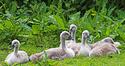 Cygnets
Picture # 1836
