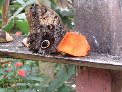 Daily photo - Butterfly