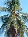 Coconut Tree
Picture # 2083
