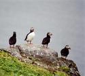 Puffins
Picture # 2641
