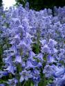 Bluebells
Picture # 2642
