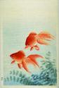 Goldfish
Picture # 2958
