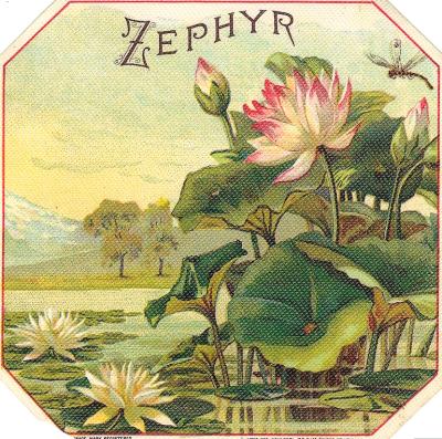 Daily photo - Zephyr