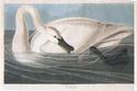 Trumpeter Swan
Picture # 1065
