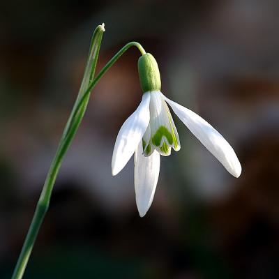Daily photo - Snowdrop