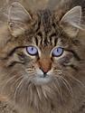 Cat Portrait
Picture # 3078
