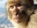 Barbary Macaque
Picture # 2637
