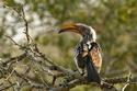 Southern Yellow-billed Hornbill
Picture # 2982
