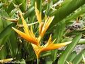 Bird of Paradise
Picture # 1473
