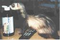All a ferret needs...
Picture # 1320
